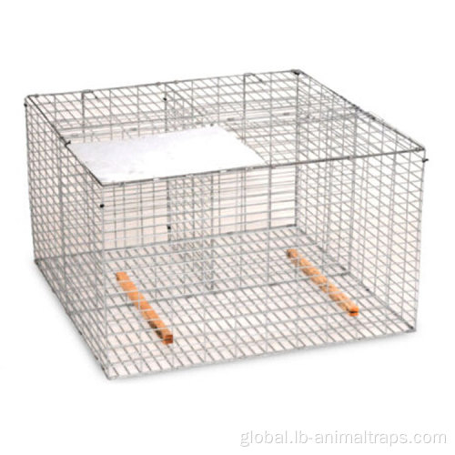 Bird Traps Cage Bird Control Anti Pigeons Residential Roof Birds Spikes Supplier